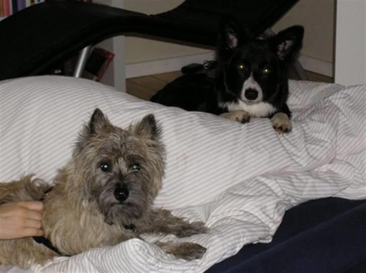 Border collie Molly billede 4