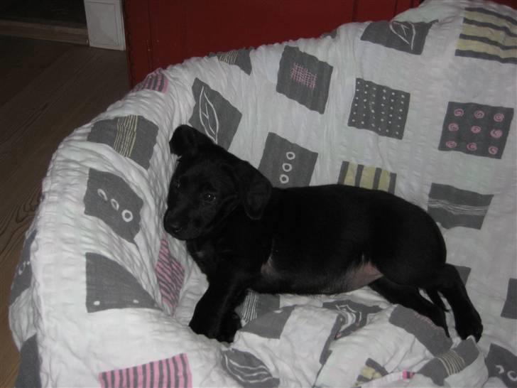 Blanding af racer Millie *R.I.P*<3ILU - Hun er glad for kurven ;) billede 3