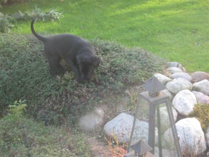 Blanding af racer Millie *R.I.P*<3ILU - Ude og lege!! <3 billede 4