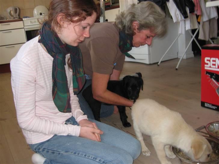 Blanding af racer Millie *R.I.P*<3ILU - Første gang de fik mad var Millie bange for skålen, så min mor fodrede hende :P billede 6