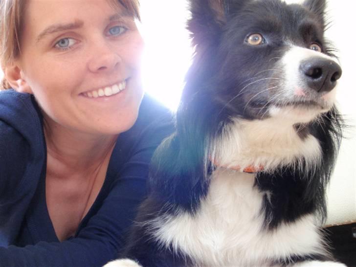 Border collie Molly billede 5