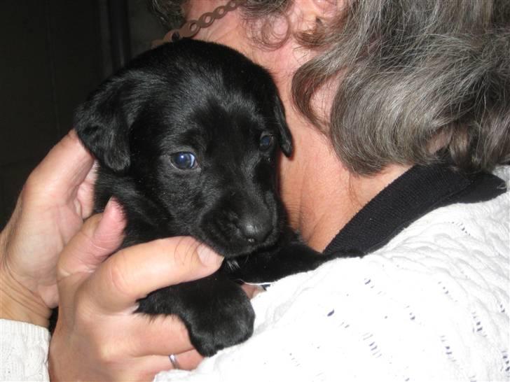 Blanding af racer Millie *R.I.P*<3ILU - Lille bitte Millie! Her var hun vist kun 3 uger. billede 7