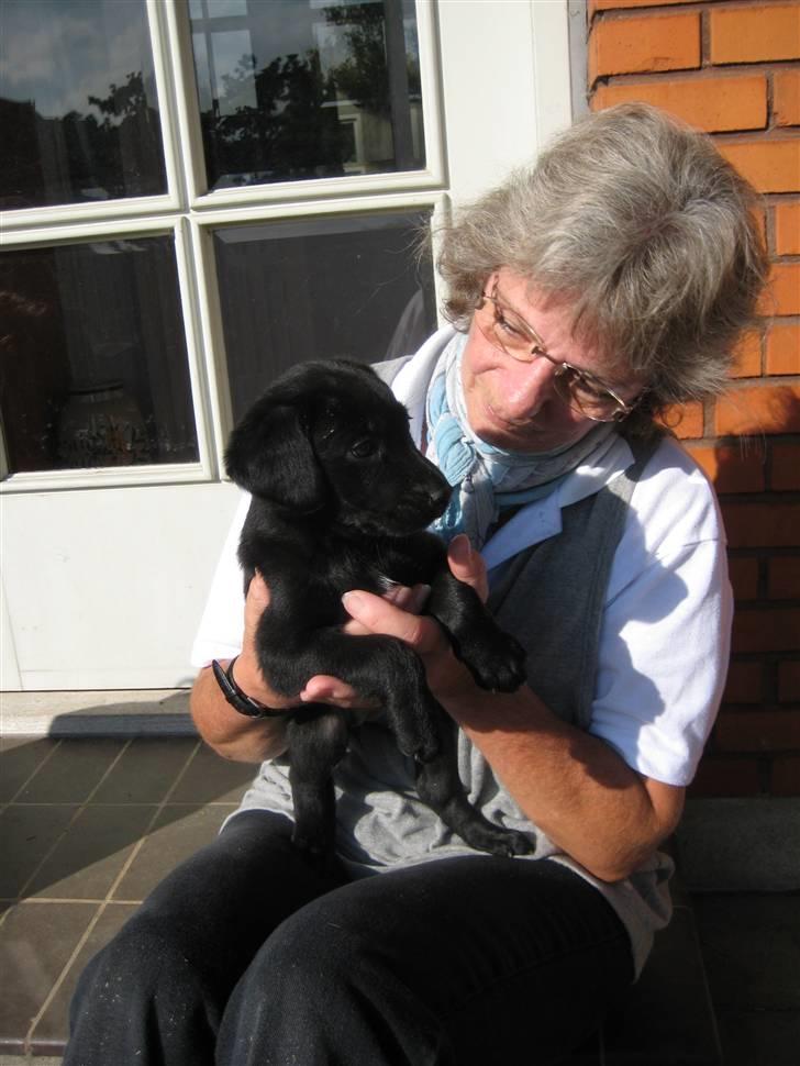 Blanding af racer Millie *R.I.P*<3ILU - Også Millie og min mor! ;) billede 9