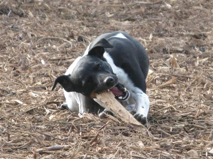 Dansk svensk gaardhund Rollo - Far til 4..  billede 13