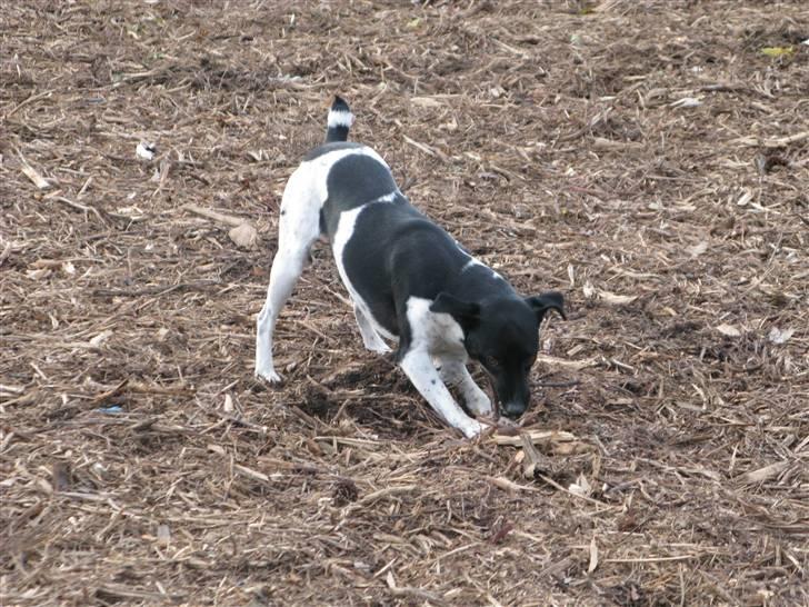 Dansk svensk gaardhund Rollo - Far til 4..  billede 14
