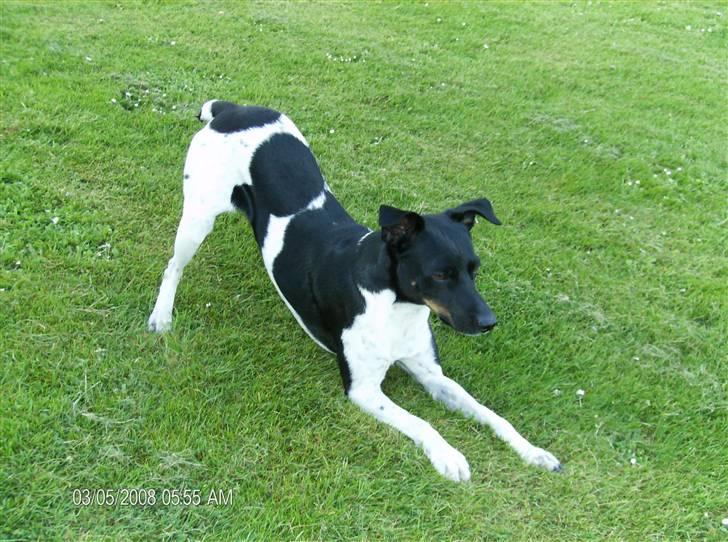 Dansk svensk gaardhund Rollo - Far til 4..  billede 15