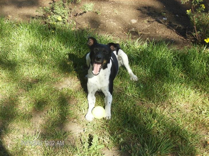 Dansk svensk gaardhund Rollo - Far til 4..  billede 16