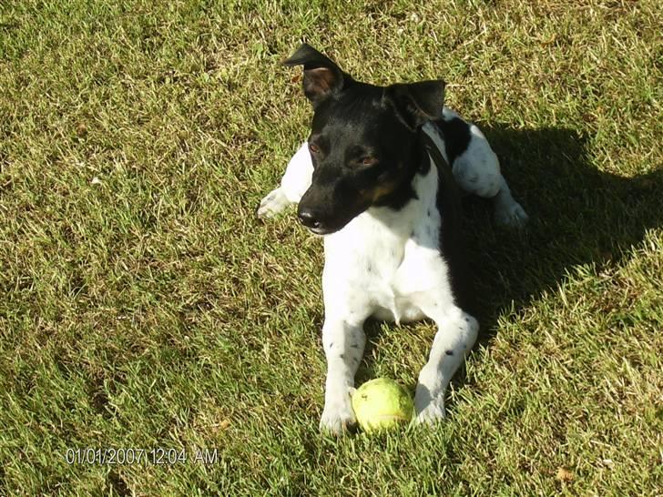 Dansk svensk gaardhund Rollo - Far til 4..  billede 17