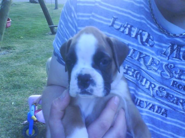 Boxer Dalton - første gang vi så dalton... billede 1