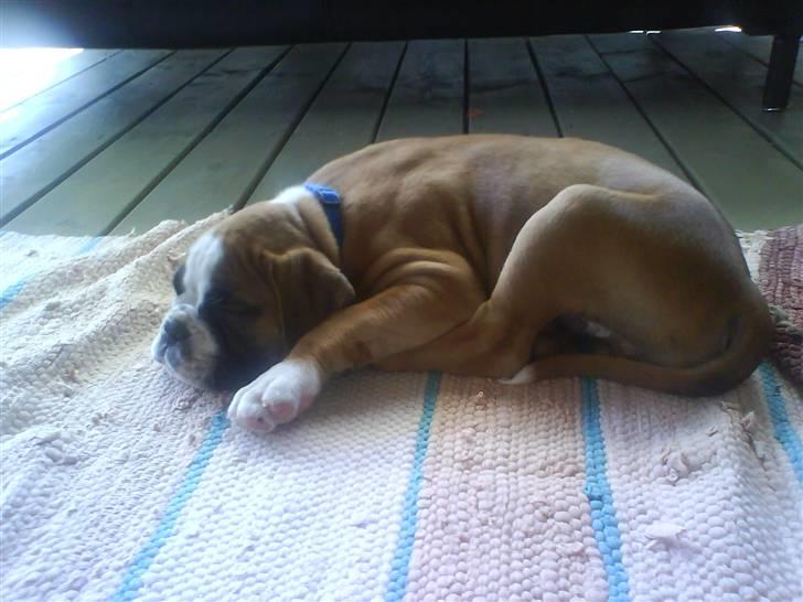 Boxer Dalton - Zzz... billede 2