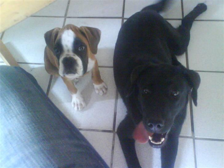 Boxer Dalton - mig om min sommerferie kammerat molly billede 3