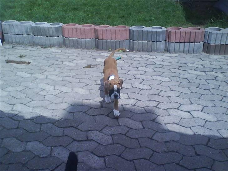 Boxer Dalton - just me... billede 4