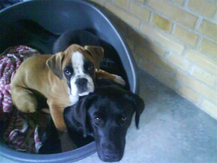 Boxer Dalton billede 5