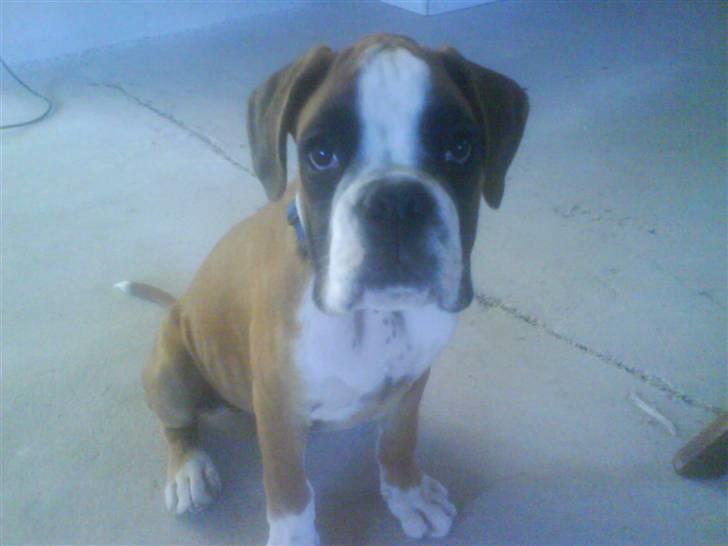 Boxer Dalton - doo... billede 6