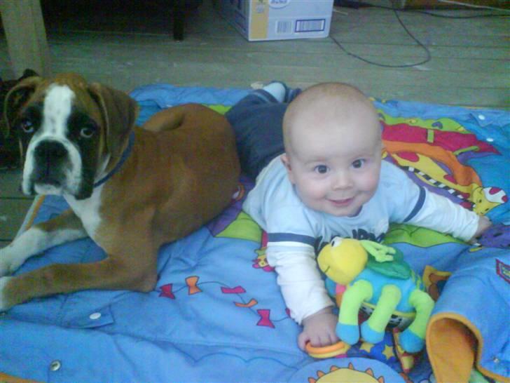 Boxer Dalton - min bedste ven adam... billede 7