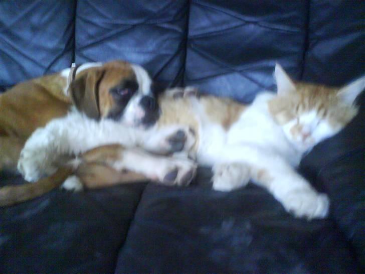 Boxer Dalton - min næst bedste ven kessler billede 8