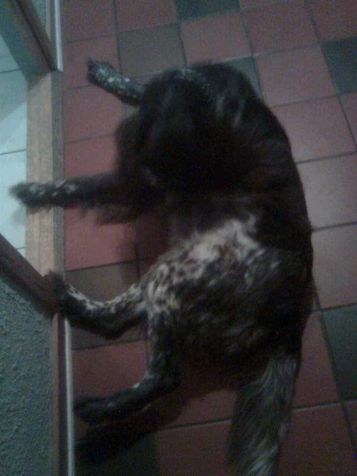 Kleiner münsterländer Pablo - hvil i fred<3. billede 19