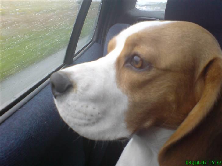 Beagle salus plet - det er nu meget sjovt og køre i bil, der er en masse ting man kan se på og gø a d; billede 9