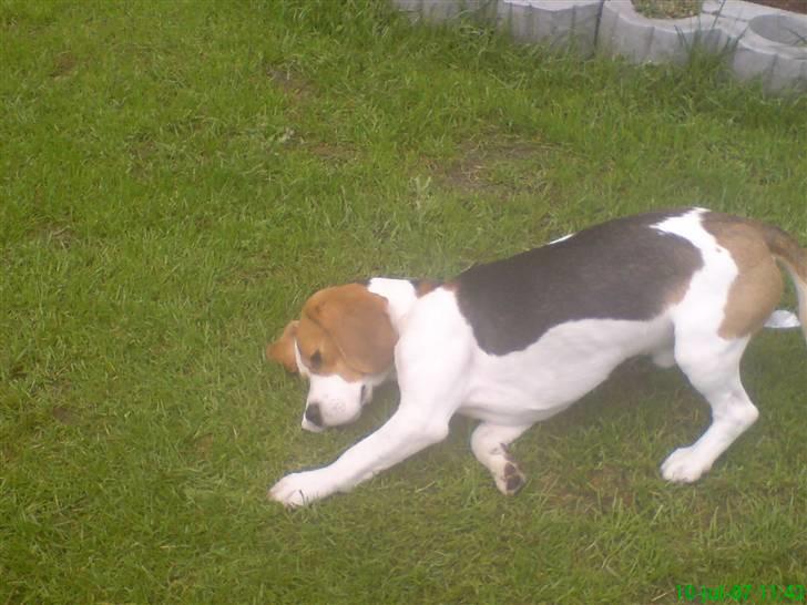 Beagle salus plet - skøre hund d; billede 10
