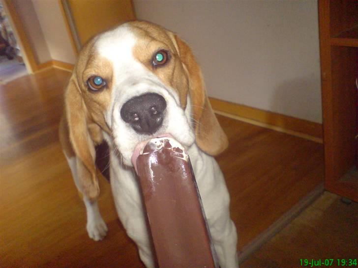 Beagle salus plet - mm, is :D billede 11