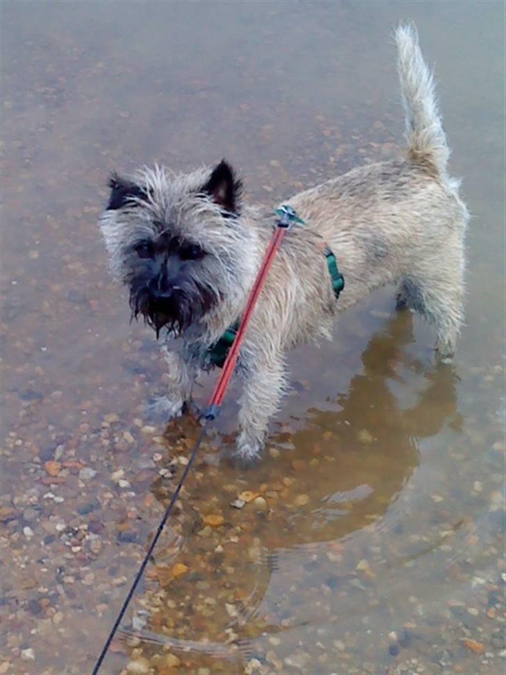 Cairn terrier Fie <3 *VIP* - Fie kan godt lide at lege i vand ;-)  billede 20