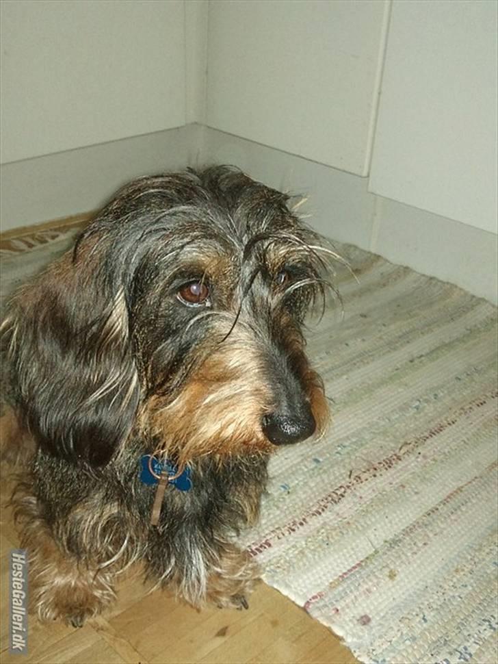 Gravhund Hannibal <3 - 2010) Det her er så min profil :D smid gerne en kommentar og en stemme <3 billede 1