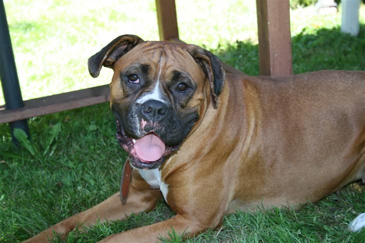 Boxer Ronja billede 7