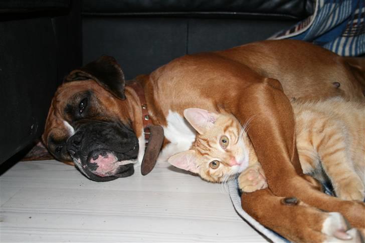 Boxer Ronja billede 8