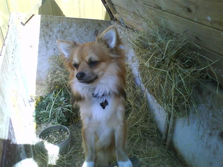 Chihuahua Sir Louis Winston - Louis elsker at lege i kaninburet XD billede 16