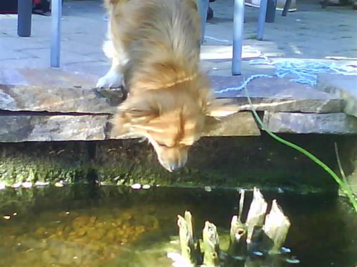 Chihuahua Sir Louis Winston - Louis leger med fiskene :D billede 17