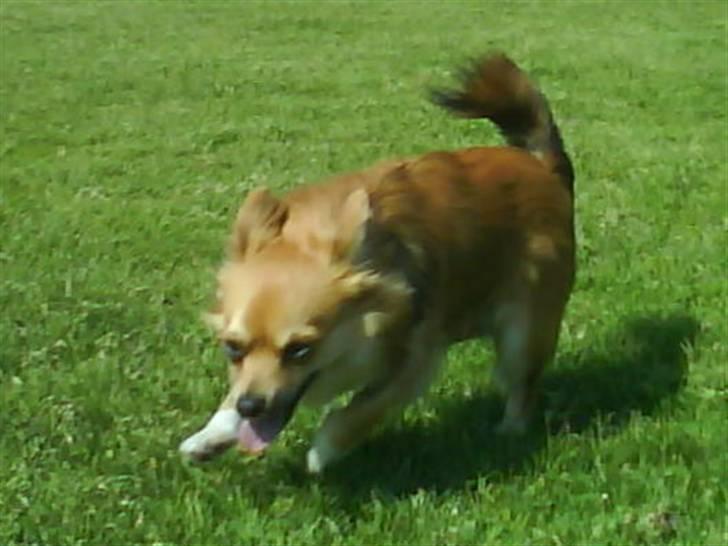 Chihuahua Sir Louis Winston - Louis gi´r den gas på fodbolbanen :D billede 18