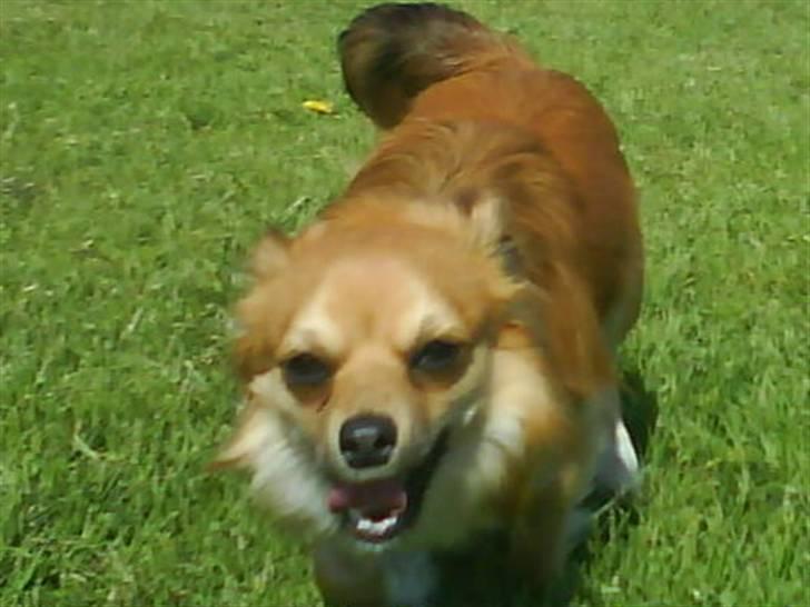 Chihuahua Sir Louis Winston - ...Og han bli´r ved med at løbe & løbe & løbe XD billede 19