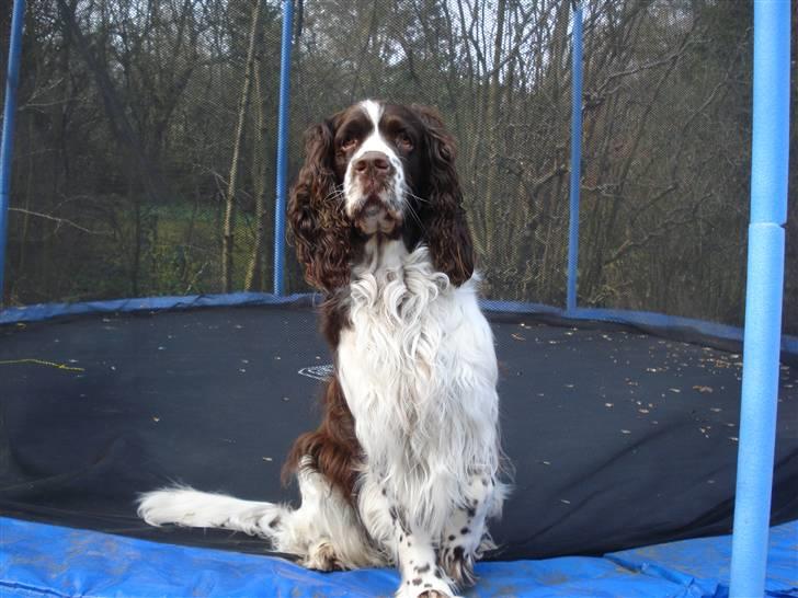 Engelsk springer spaniel Nemo  billede 9