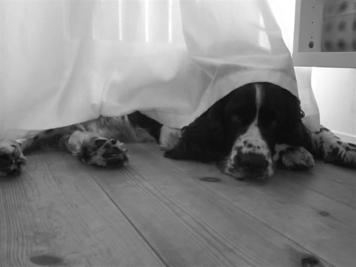 Engelsk springer spaniel Nemo  billede 10