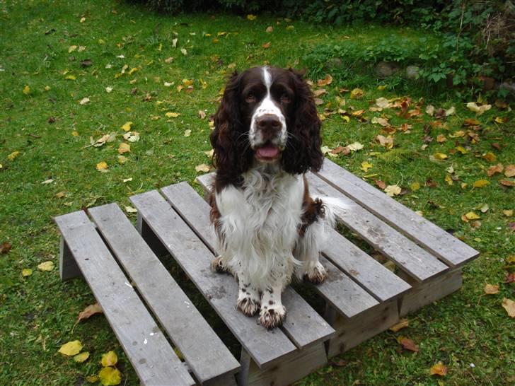 Engelsk springer spaniel Nemo  billede 11