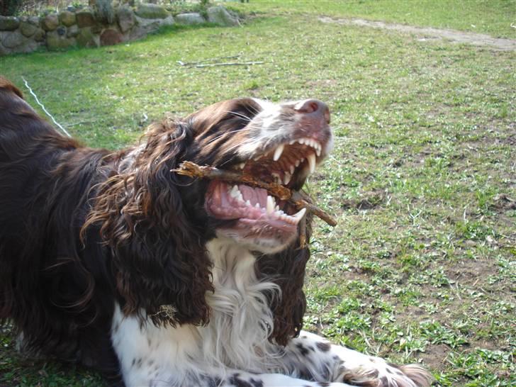 Engelsk springer spaniel Nemo  billede 12