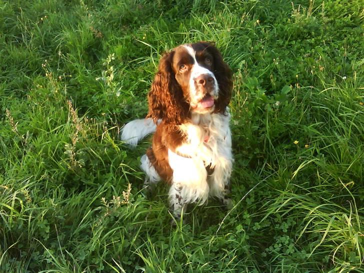 Engelsk springer spaniel Nemo  - En tur i eftermiddagssolen billede 13