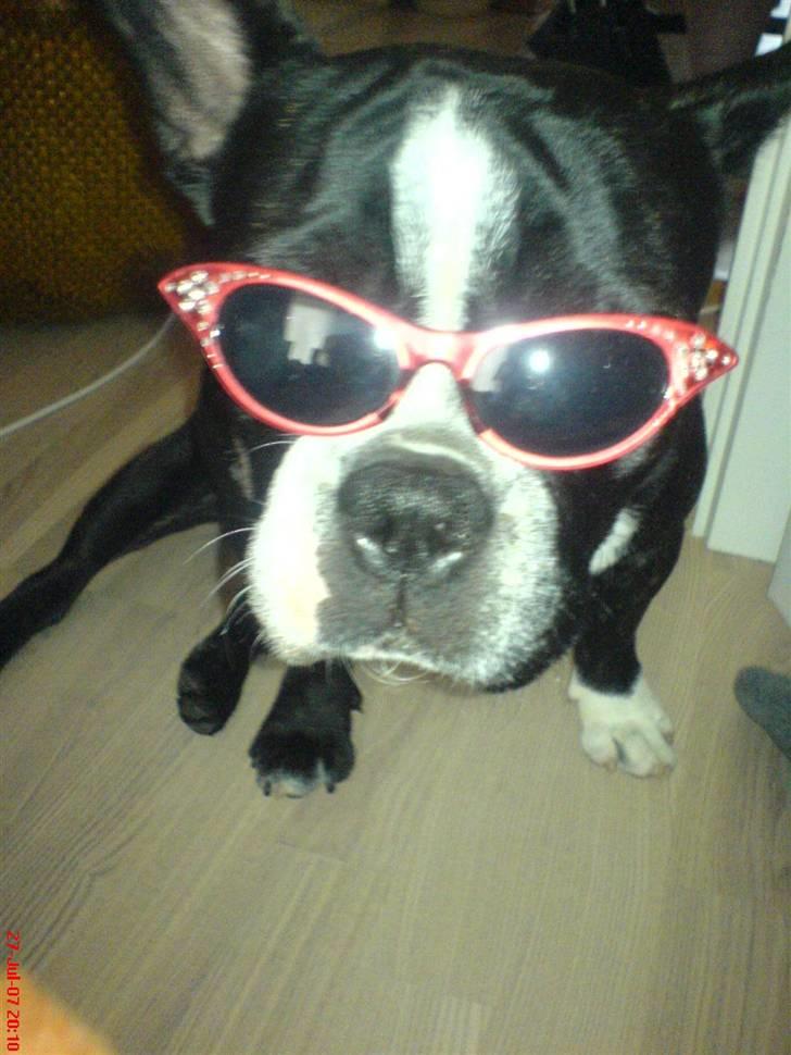 Fransk bulldog Sumo :) - R.I.P :´( - Er jeg bare sej eller er jeg bare sej!! :D billede 1