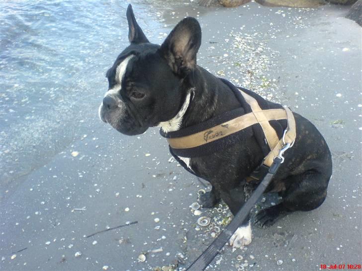 Fransk bulldog Sumo :) - R.I.P :´( - iii det ser lidt koldt ud det vand :( billede 2