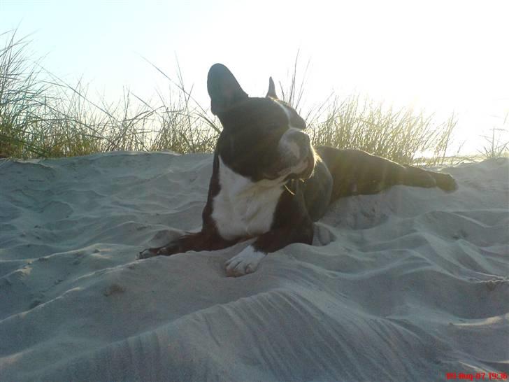 Fransk bulldog Sumo :) - R.I.P :´( - årh,, det bare luksus det her ;) billede 3