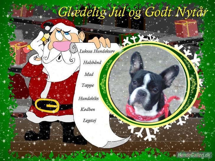 Fransk bulldog Sumo :) - R.I.P :´( - MIIN ØNSKELISTE TIL JUUL :D billede 4