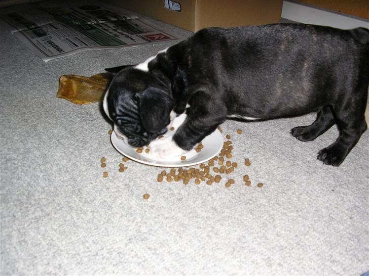 Fransk bulldog Sumo :) - R.I.P :´( - første aften hjemme i mit nye hjem :) billede 6