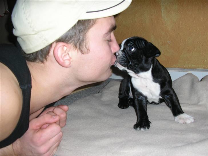 Fransk bulldog Sumo :) - R.I.P :´( - pysser lige farmand :) billede 7