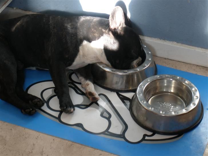 Fransk bulldog Sumo :) - R.I.P :´( - GUD en hård tur vi var på idag! " SNORK" :) billede 8
