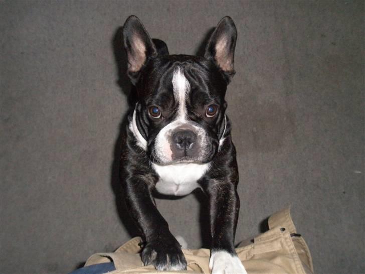 Fransk bulldog Sumo :) - R.I.P :´( - ii er jeg fin nok nu til et billed :)?? billede 9