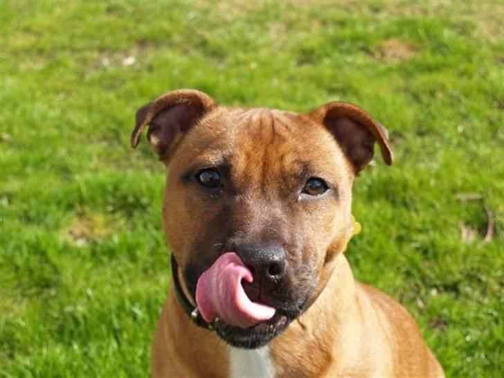 Staffordshire bull terrier Angelic Staff Joey - Som jeg ser ud dags dato - nu 1 år gammel - se bare hvem der kan nå sin egen næse med tungen :-) billede 1