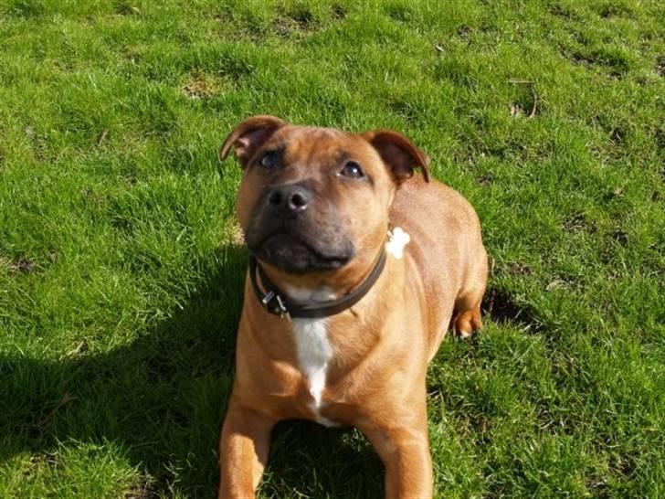 Staffordshire bull terrier Angelic Staff Joey - Dææææk - javel :-) billede 2