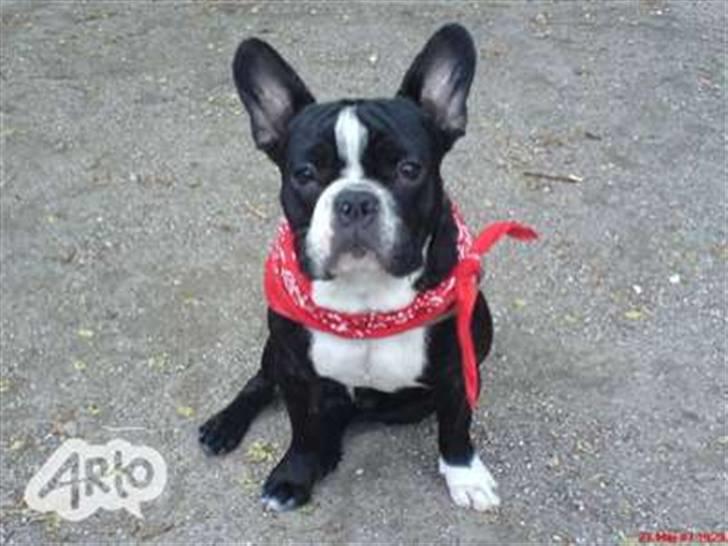 Fransk bulldog Sumo :) - R.I.P :´( billede 10