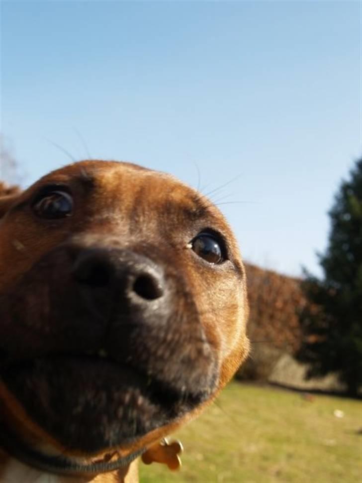 Staffordshire bull terrier Angelic Staff Joey - Hvad laver du med det kamera Mor??? Hvorfor jagter du mig rundt i haven hele tiden?? billede 3