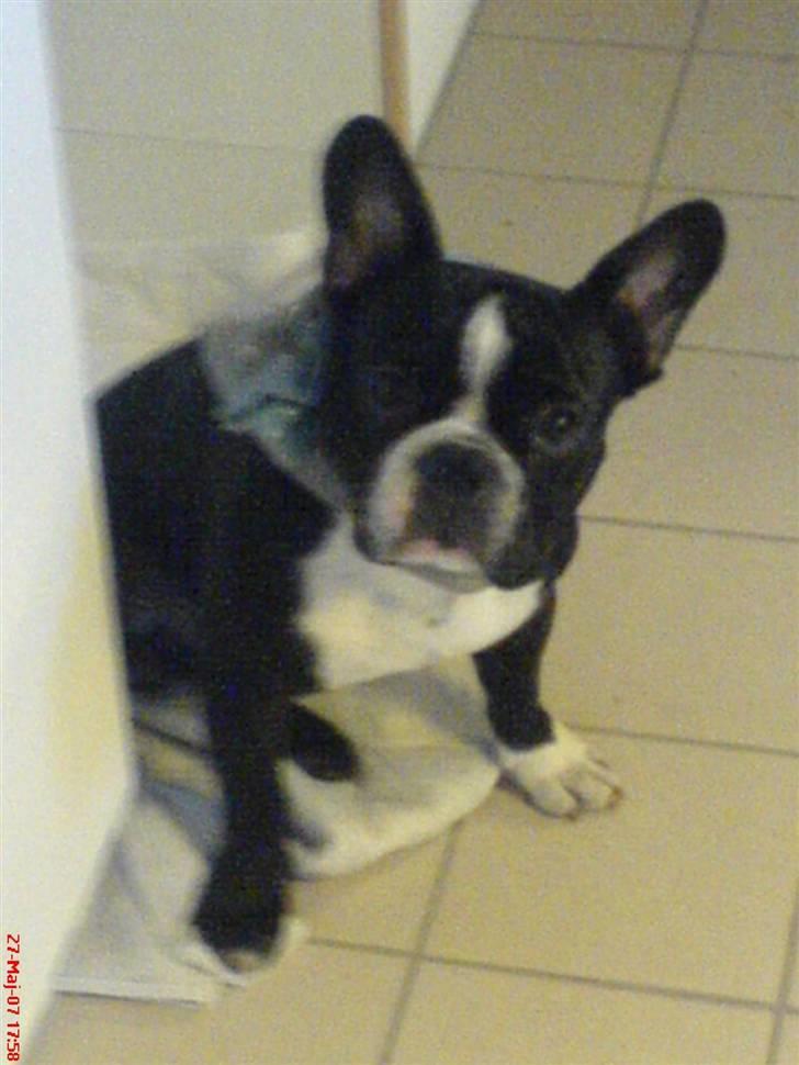 Fransk bulldog Sumo :) - R.I.P :´( - er der nogle hjemme :O? billede 11